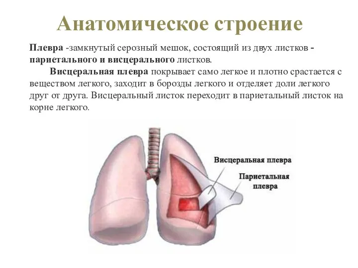 Анатомическое строение