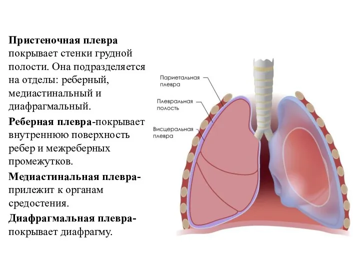 Пристеночная плевра покрывает стенки грудной полости. Она подразделяется на отделы: реберный,