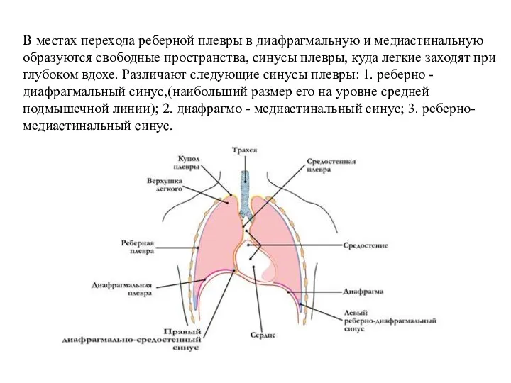 В местах перехода реберной плевры в диафрагмальную и медиастинальную образуются свободные