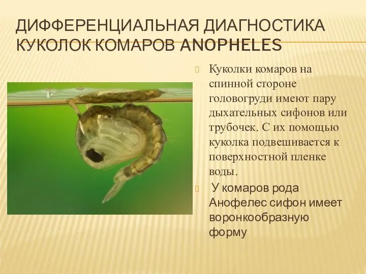 Дифференциальная диагностика куколок комаров Anopheles Куколки комаров на спинной стороне головогруди