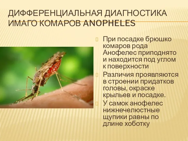 Дифференциальная диагностика имаго комаров Anopheles При посадке брюшко комаров рода Анофелес