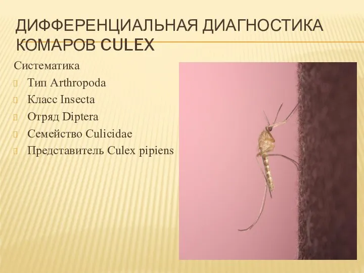 Дифференциальная диагностика комаров Culex Систематика Тип Arthropoda Класс Insecta Отряд Diptera Семейство Culicidae Представитель Culex pipiens