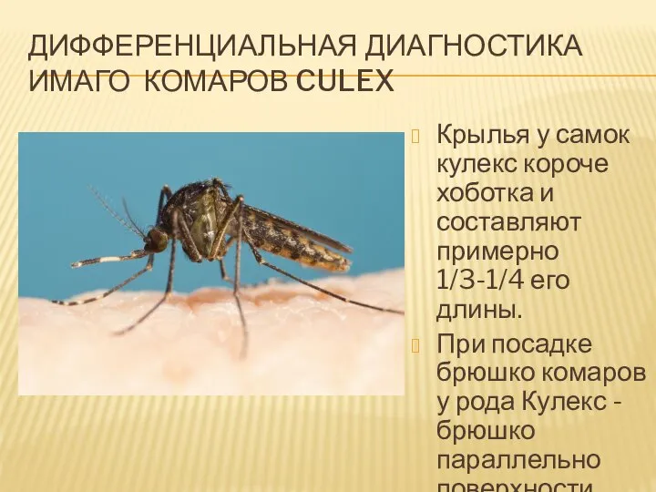 Дифференциальная диагностика имаго комаров Culex Крылья у самок кулекс короче хоботка