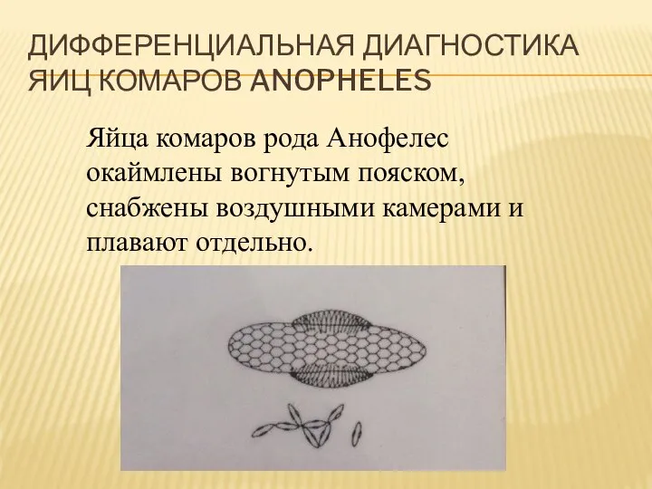 Дифференциальная диагностика яиц комаров Anopheles Яйца комаров рода Анофелес окаймлены вогнутым