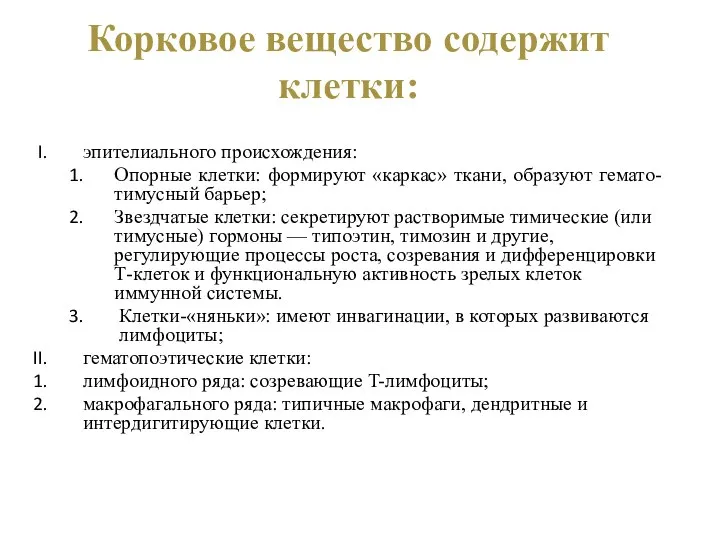 Корковое вещество содержит клетки: эпителиального происхождения: Опорные клетки: формируют «каркас» ткани,