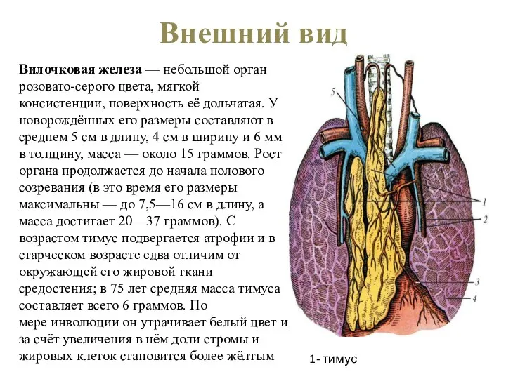 Внешний вид Вилочковая железа — небольшой орган розовато-серого цвета, мягкой консистенции,