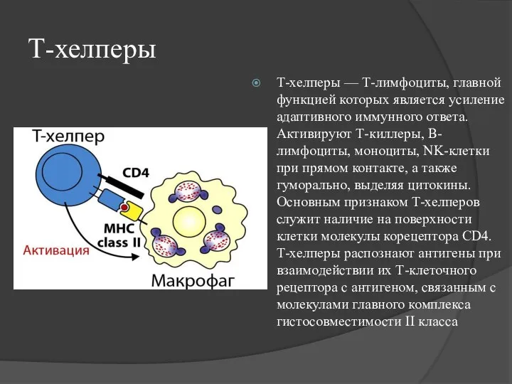 Т-хелперы Т-хелперы — Т-лимфоциты, главной функцией которых является усиление адаптивного иммунного
