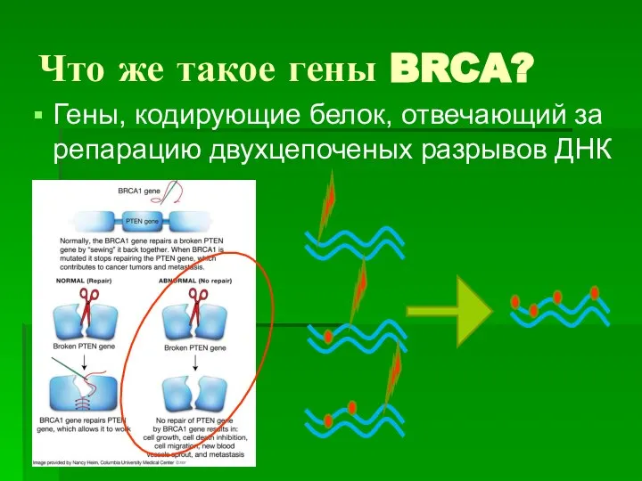 Что же такое гены BRCA? Гены, кодирующие белок, отвечающий за репарацию двухцепоченых разрывов ДНК