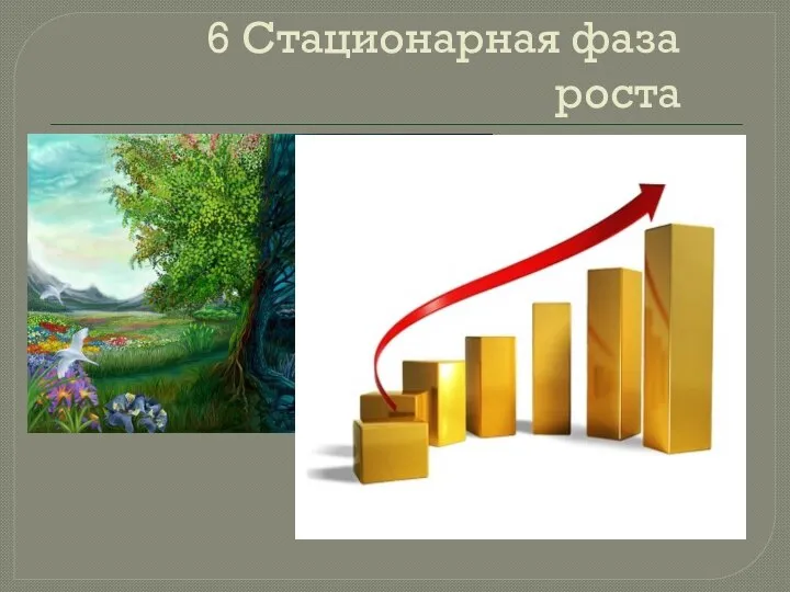 6 Стационарная фаза роста