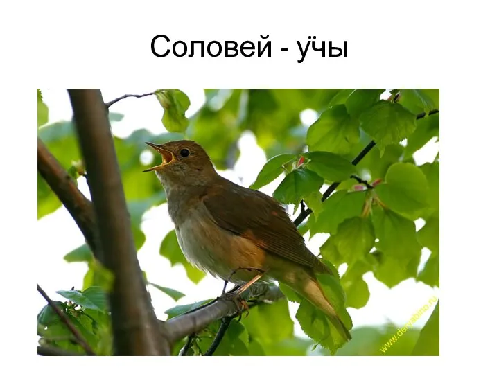 Соловей - учы ..