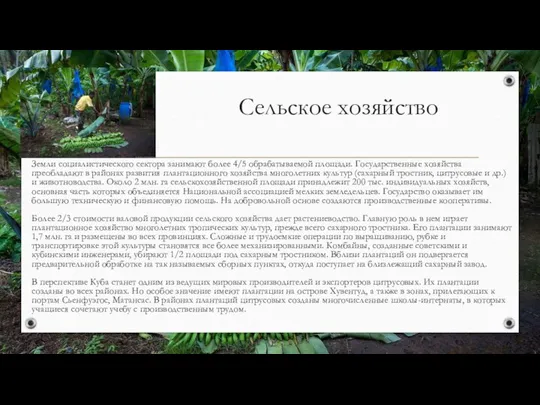 Сельское хозяйство Земли социалистического сектора занимают более 4/5 обрабатываемой площади. Государственные