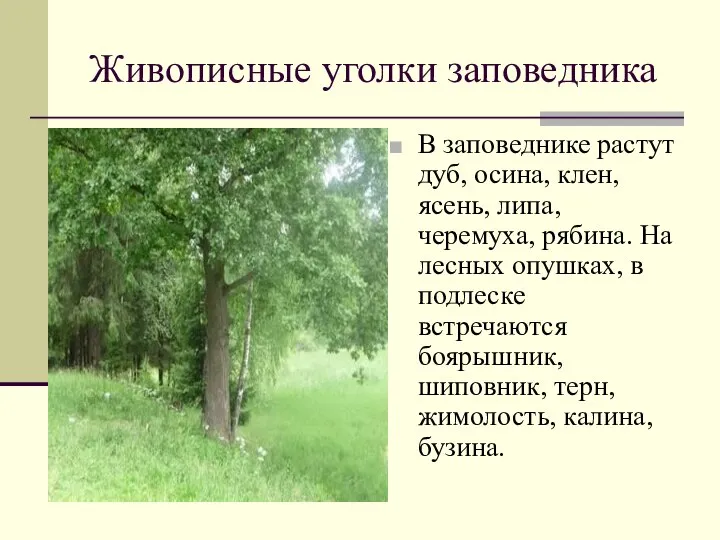 Живописные уголки заповедника В заповеднике растут дуб, осина, клен, ясень, липа,