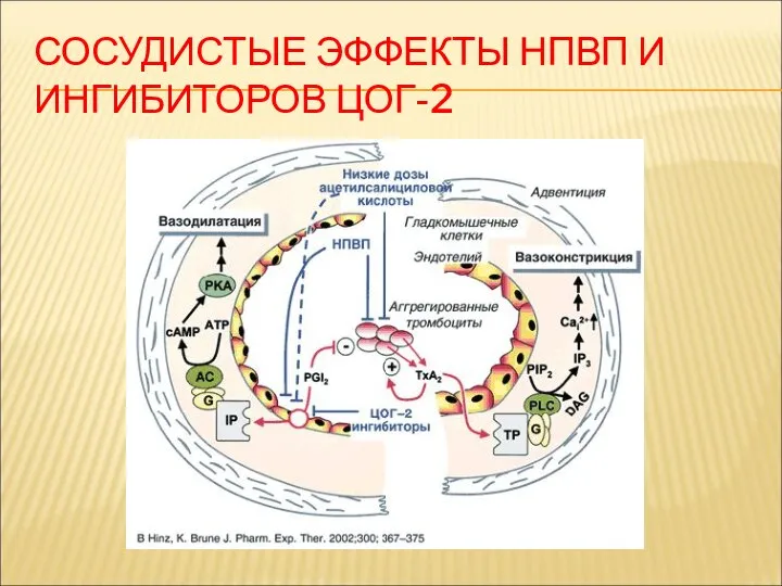 СОСУДИСТЫЕ ЭФФЕКТЫ НПВП И ИНГИБИТОРОВ ЦОГ-2