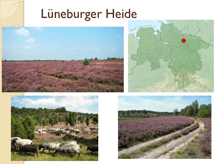 Lüneburger Heide