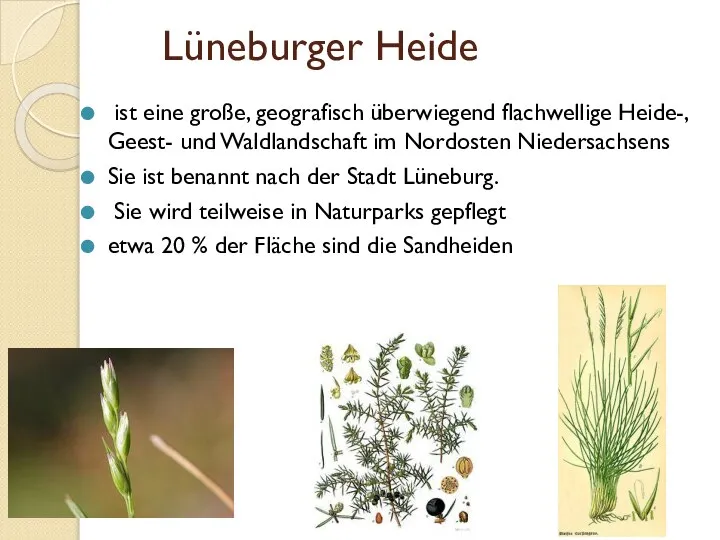 Lüneburger Heide ist eine große, geografisch überwiegend flachwellige Heide-, Geest- und