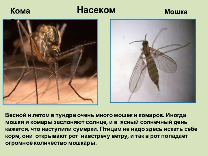 Насекомые Комар Мошка Весной и летом в тундре очень много мошек