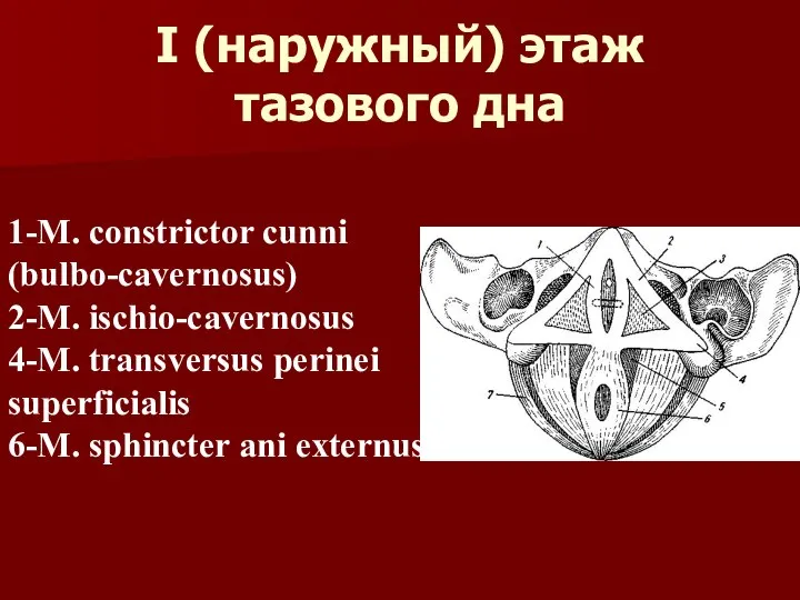 I (наружный) этаж тазового дна 1-M. constrictor cunni (bulbo-cavernosus) 2-M. ischio-cavernosus