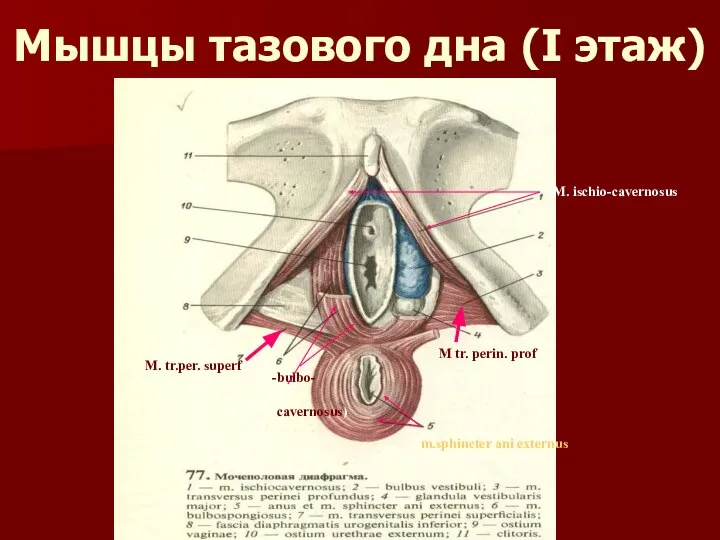 Мышцы тазового дна (I этаж) M. tr.per. superf M tr. рerin.