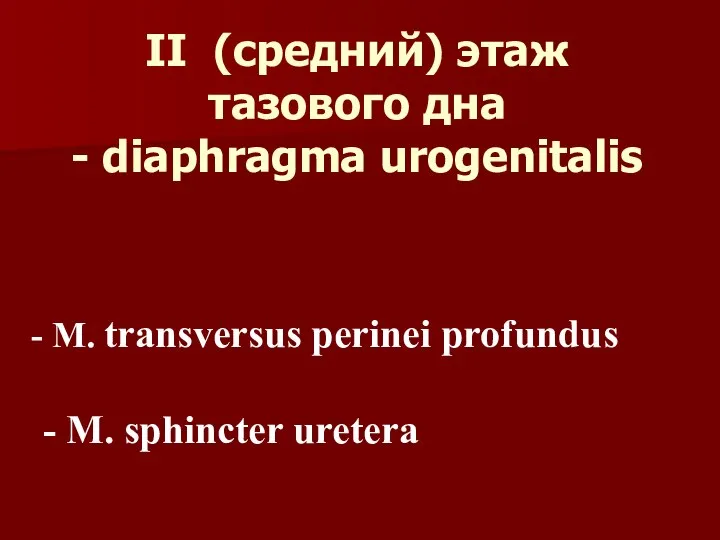 II (средний) этаж тазового дна - diaphragma urogenitalis M. transversus perinei profundus - M. sphincter uretera