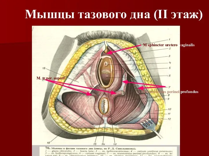 Мышцы тазового дна (II этаж) M. tr.per. superf M transversus perinei profundus M sphincter uretero-vaginalis
