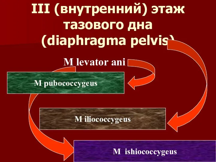 III (внутренний) этаж тазового дна (diaphragma pelvis) M levator ani M pubococcygeus M iliococcygeus M ishiococcygeus