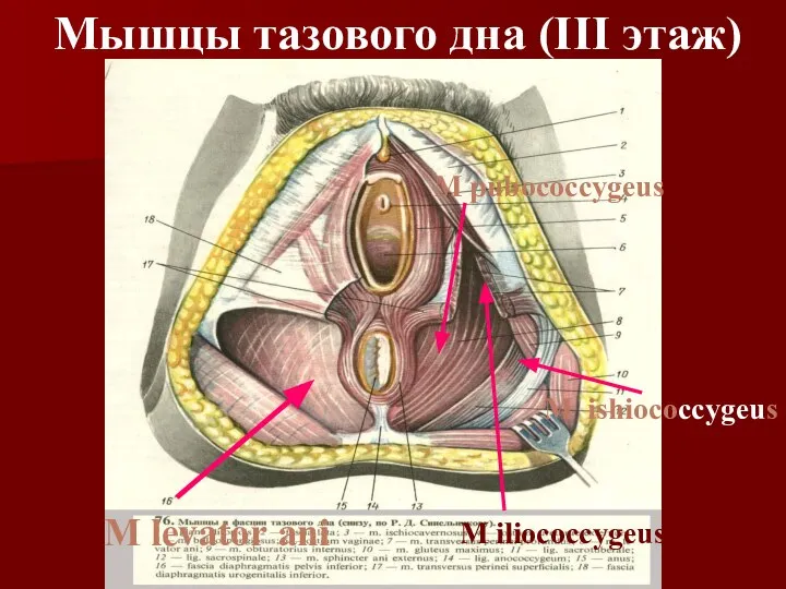 M levator ani M iliococcygeus M ishiococcygeus M pubococcygeus Мышцы тазового дна (III этаж)