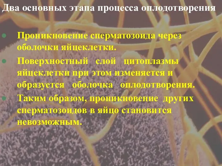 Два основных этапа процесса оплодотворения Проникновение сперматозоида через оболочки яйцеклетки. Поверхностный