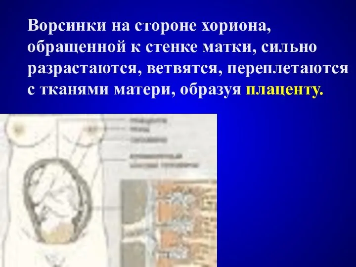 Ворсинки на стороне хориона, обращенной к стенке матки, сильно разрастаются, ветвятся,