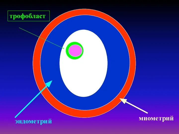 трофобласт эндометрий миометрий