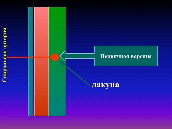 Первичная ворсина лакуна Спиральная артерия