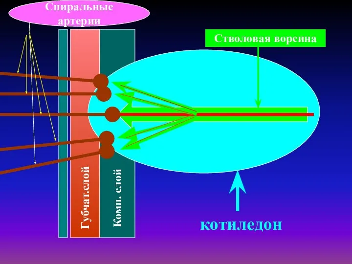 Стволовая ворсина котиледон Спиральные артерии Комп. слой Губчат.слой