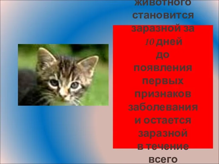 Слюна животного становится заразной за 10 дней до появления первых признаков