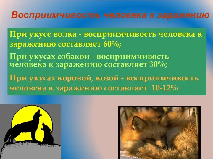 При укусе волка - восприимчивость человека к заражению составляет 60%; При