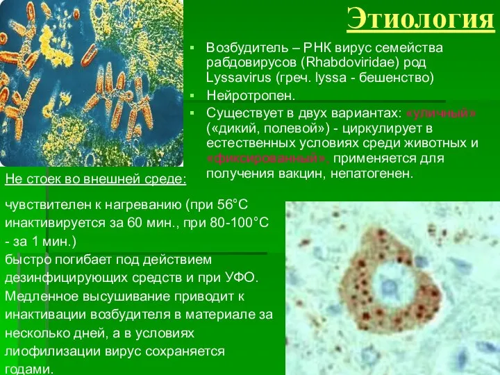 Этиология Возбудитель – РНК вирус семейства рабдовирусов (Rhabdoviridae) род Lyssavirus (греч.