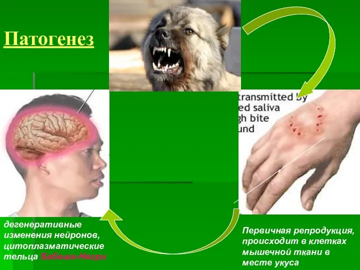 Патогенез дегенеративные изменения нейронов, цитоплазматические тельца Бабеша-Негри Первичная репродукция, происходит в