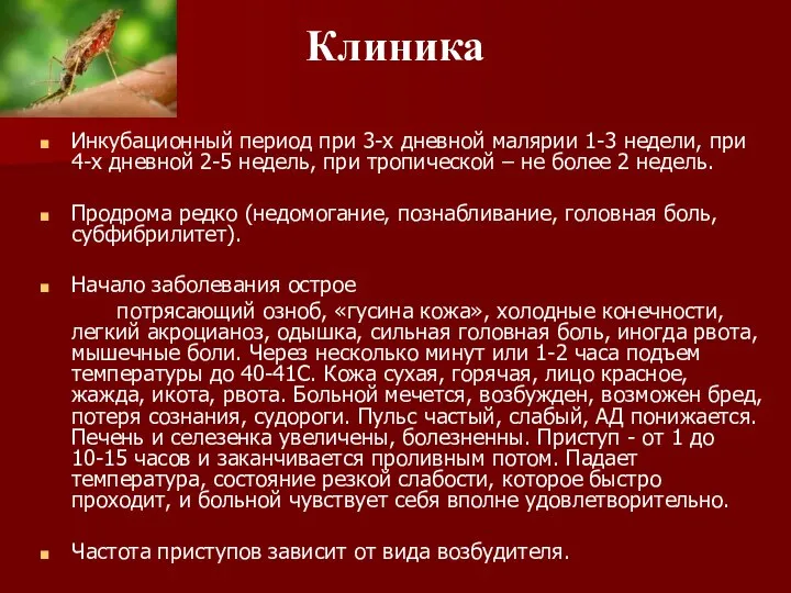 Клиника Инкубационный период при 3-х дневной малярии 1-3 недели, при 4-х