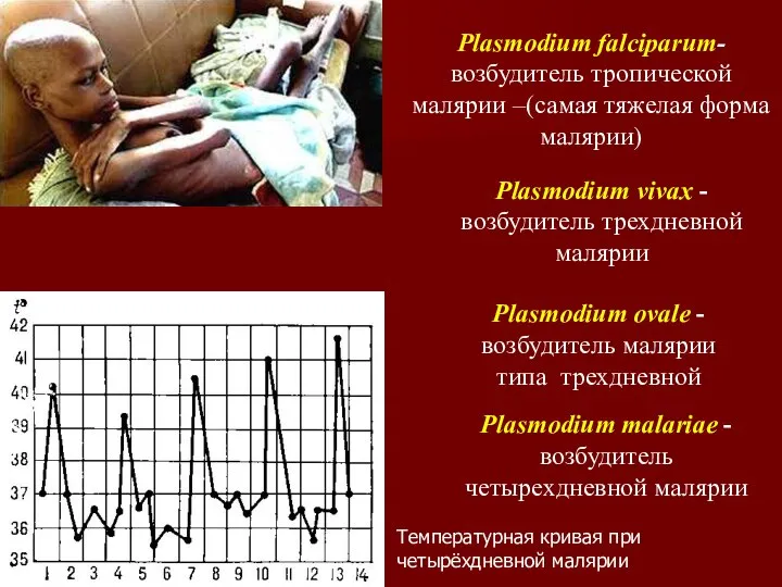 Plasmodium falciparum-возбудитель тропической малярии –(самая тяжелая форма малярии) Plasmodium vivax -