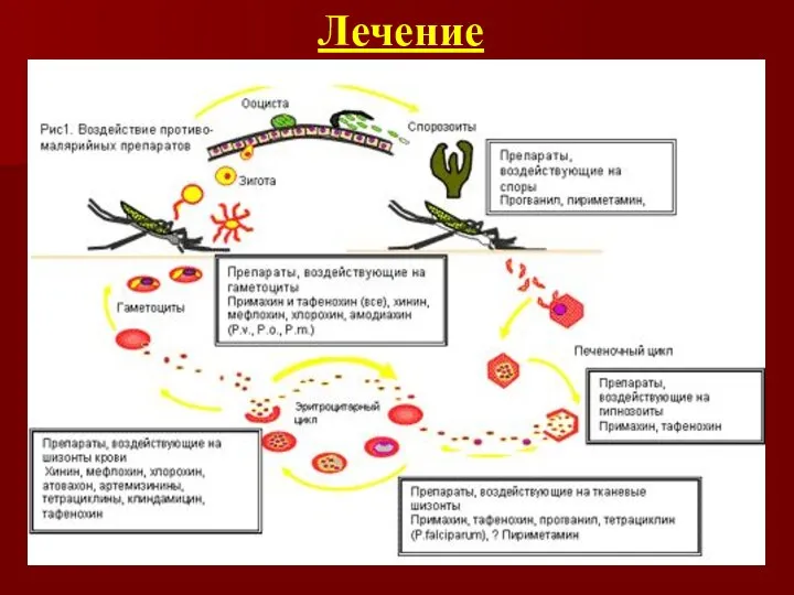 Лечение