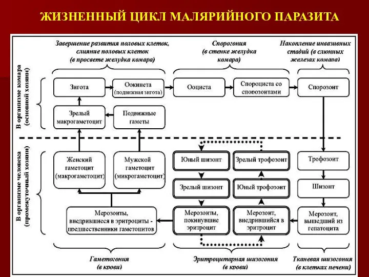 ЖИЗНЕННЫЙ ЦИКЛ МАЛЯРИЙНОГО ПАРАЗИТА