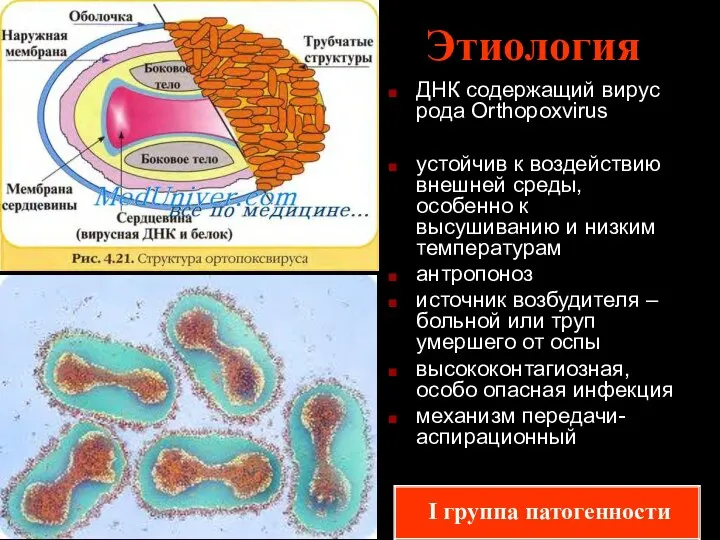 Этиология ДНК содержащий вирус рода Orthopoxvirus устойчив к воздействию внешней среды,