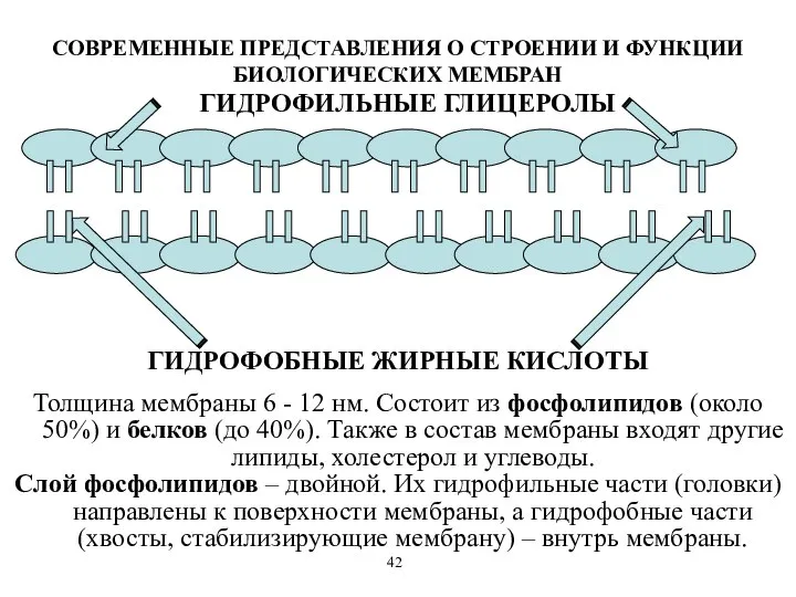 СОВРЕМЕННЫЕ ПРЕДСТАВЛЕНИЯ О СТРОЕНИИ И ФУНКЦИИ БИОЛОГИЧЕСКИХ МЕМБРАН Толщина мембраны 6