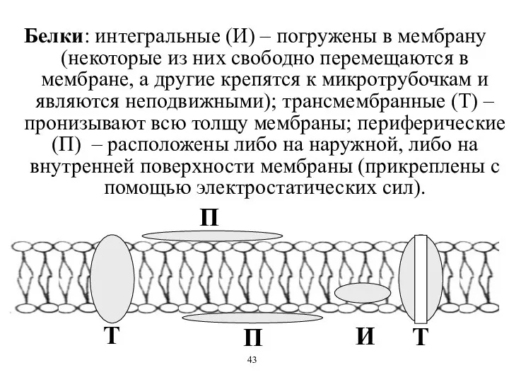Белки: интегральные (И) – погружены в мембрану (некоторые из них свободно