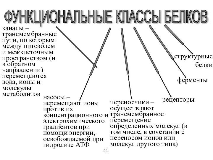 каналы – трансмембранные пути, по которым между цитозолем и межклеточным пространством