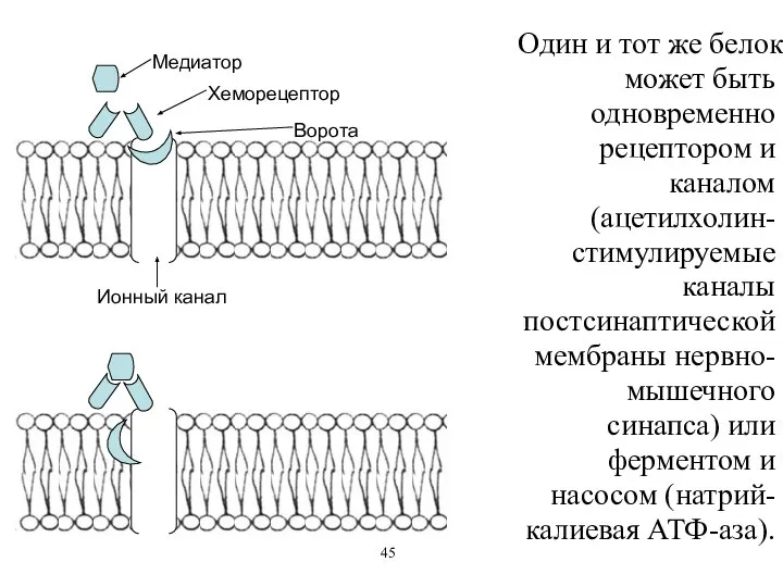 Один и тот же белок может быть одновременно рецептором и каналом