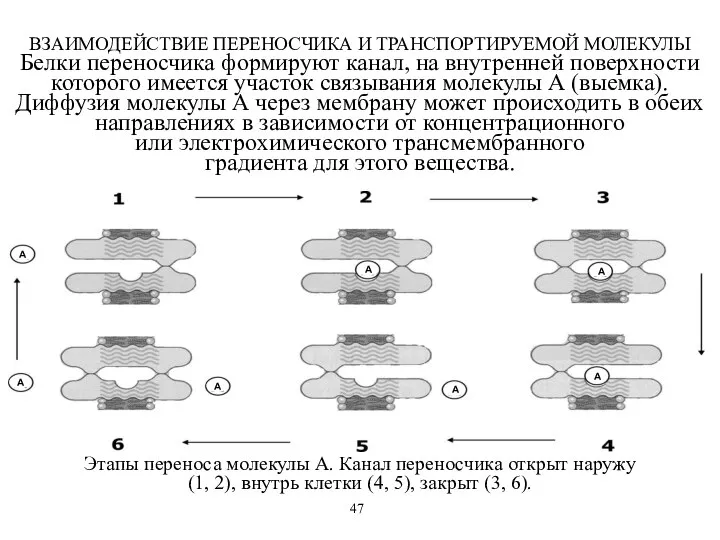 ВЗАИМОДЕЙСТВИЕ ПЕРЕНОСЧИКА И ТРАНСПОРТИРУЕМОЙ МОЛЕКУЛЫ Белки переносчика формируют канал, на внутренней