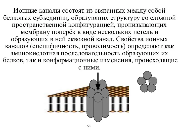 Ионные каналы состоят из связанных между собой белковых субъединиц, образующих структуру