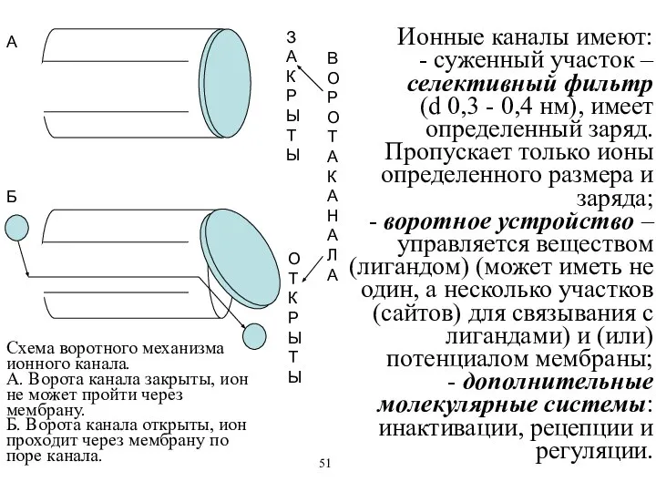 Схема воротного механизма ионного канала. А. Ворота канала закрыты, ион не