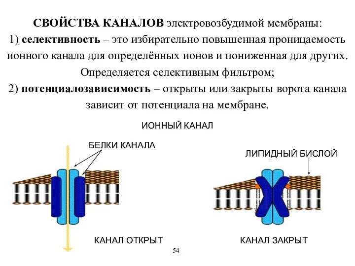 СВОЙСТВА КАНАЛОВ электровозбудимой мембраны: 1) селективность – это избирательно повышенная проницаемость