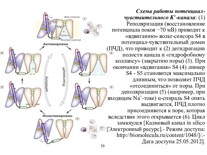 Схема работы потенциал-чувствительного K+-канала: (1) Реполяризация (восстановление потенциала покоя −70 мВ)