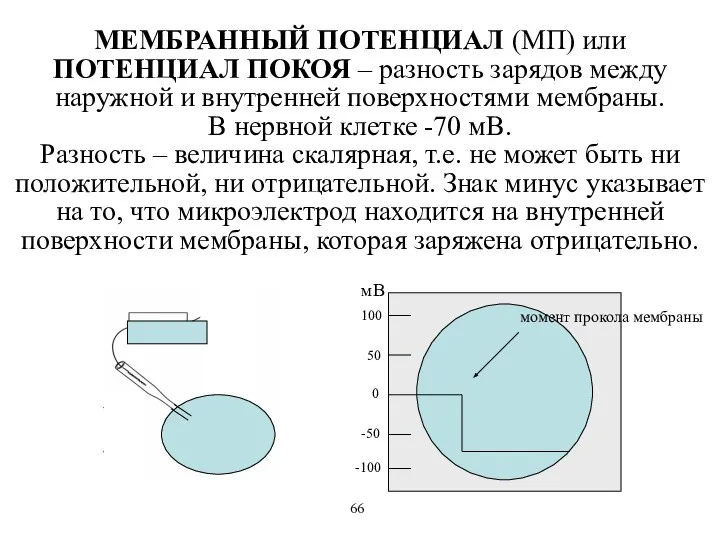 МЕМБРАННЫЙ ПОТЕНЦИАЛ (МП) или ПОТЕНЦИАЛ ПОКОЯ – разность зарядов между наружной